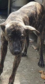 黑狗网事最新爆料,揭秘网络黑幕背后的惊人真相